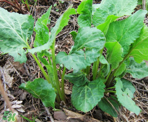 大耳毛野菜怎么吃？大耳毛野菜的做法