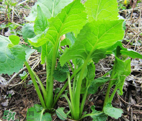 大耳毛野菜怎么吃？大耳毛野菜的做法