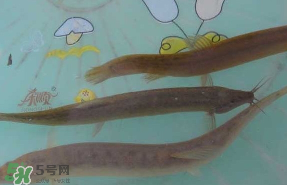 泥鰍有幾種？泥鰍品種大全