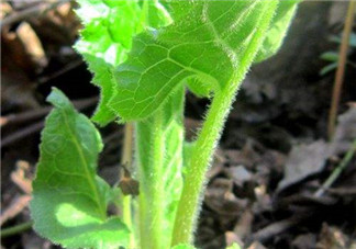 大耳毛野菜怎么吃？大耳毛野菜的做法