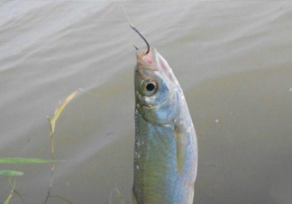 白條魚怎么釣？如何釣白條魚技巧