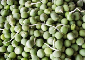 新鮮豌豆發(fā)芽了能吃嗎？豌豆發(fā)芽了還能吃嗎？
