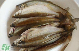 白條魚怎么釣？如何釣白條魚技巧