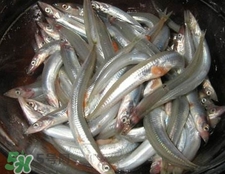 面條魚有什么營養(yǎng)？面條魚營養(yǎng)價值