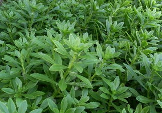 救心菜可以泡茶喝嗎？救心菜能泡水喝嗎？