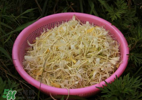 剛摘的金銀花能泡水喝嗎？剛摘的金銀花怎么處理？