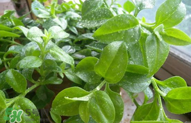 哪些人不可以吃救心菜？什么人不能吃救心菜？