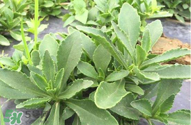 哪些人不可以吃救心菜？什么人不能吃救心菜？