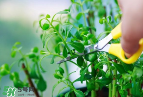 救心菜苦不苦？救心菜怎么吃不苦？