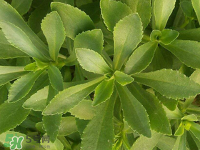 救心菜有毒嗎？救心菜怎么吃沒(méi)毒？