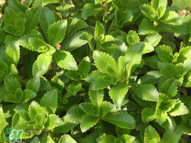 救心菜怎么種植？救心菜什么時候種？