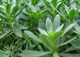 救心菜怎么種植？救心菜什么時候種？