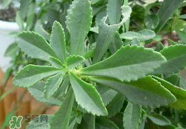 救心菜怎么種植？救心菜什么時候種？