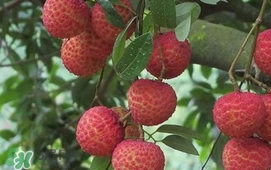 荔枝什么時(shí)候上市？荔枝什么時(shí)候成熟
