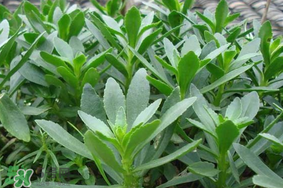 救心菜可以泡茶喝嗎？救心菜能泡水喝嗎？