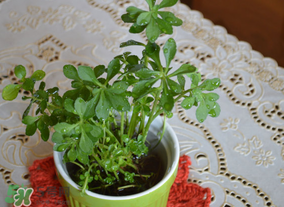 救心菜可以泡茶喝嗎？救心菜能泡水喝嗎？