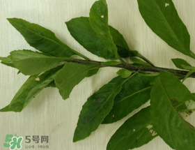 救心菜可以泡茶喝嗎？救心菜能泡水喝嗎？