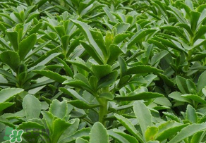 救心菜是三七嗎？救心菜和三七區(qū)別