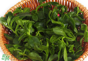 養(yǎng)心菜和救心菜一樣嗎？養(yǎng)心菜和救心菜的區(qū)別