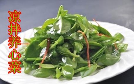 養(yǎng)心菜能生吃嗎？養(yǎng)心菜怎么吃？
