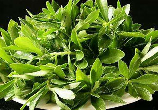 救心菜苦不苦？救心菜怎么吃不苦？