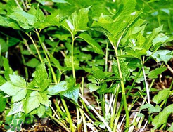 大葉芹怎么吃？大葉芹的做法？