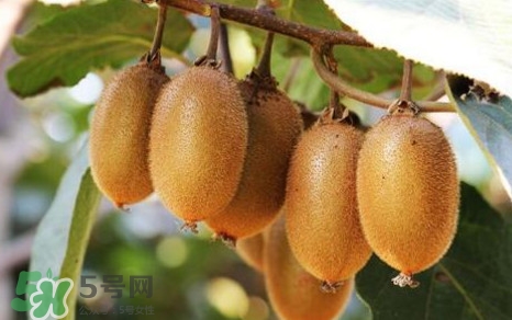 獼猴桃是什么季節(jié)的水果？獼猴桃什么時(shí)候吃最好