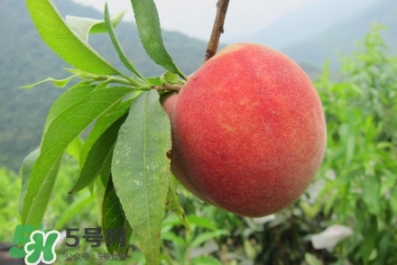 水蜜桃什么時(shí)候熟？水蜜桃成熟時(shí)間