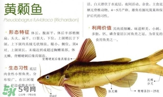 黃顙魚(yú)不能和什么一起吃？黃顙魚(yú)不能與什么同吃？