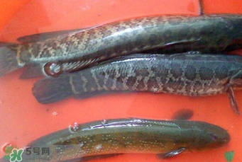 黑魚有鱗嗎？黑魚鱗片怎么處理