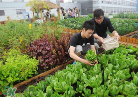 六月份種什么蔬菜？六月份可以種什么蔬菜？