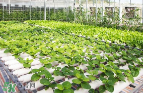 六月份種什么蔬菜？六月份可以種什么蔬菜？