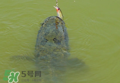 黑魚(yú)怎么抓？怎么捕捉黑魚(yú)