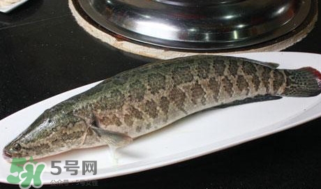 黑魚能和豆腐一起吃嗎？豆腐可以和黑魚一起吃嗎