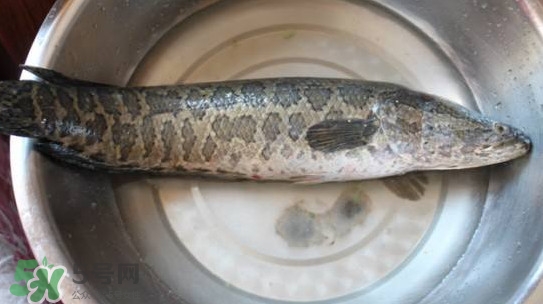 黑魚能和蘿卜一起吃嗎？黑魚能和胡蘿卜同食嗎