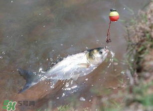 五月份能釣鰱魚嗎？五月份釣什么魚？