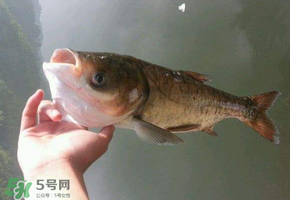 五月份能釣鰱魚嗎？五月份釣什么魚？