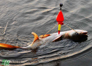 五月份能釣鰱魚嗎？五月份釣什么魚？