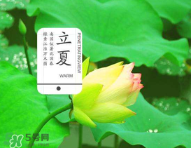 立夏吃什么水果？立夏吃什么水果好？