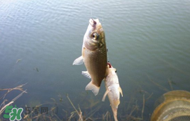 立夏好釣魚嗎？立夏怎么釣魚？