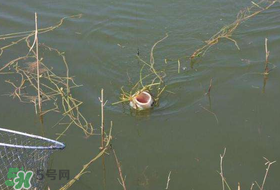 立夏好釣魚嗎？立夏怎么釣魚？