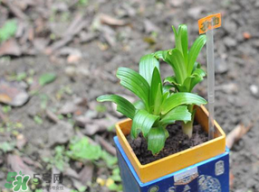 立夏種什么菜？立夏適合種什么？