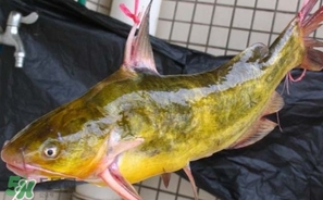 嘎魚多少錢一斤？野生黃嘎魚多少錢一斤