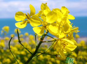 五月份還有油菜花嗎？5月份還有油菜花嗎？