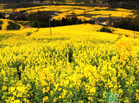 五月份還有油菜花嗎？5月份還有油菜花嗎？