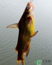 嘎魚(yú)是海魚(yú)嗎？嘎魚(yú)是什么魚(yú)