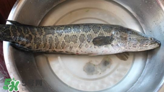 黑魚是什么魚？黑魚是鯰魚嗎