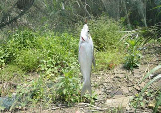 立夏好釣魚嗎？立夏怎么釣魚？