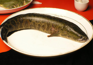 黑魚(yú)有鱗嗎？黑魚(yú)鱗片怎么處理