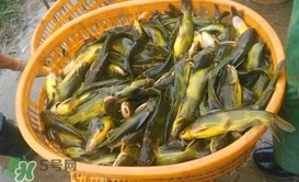 黃顙魚(yú)不能和什么一起吃？黃顙魚(yú)不能與什么同吃？